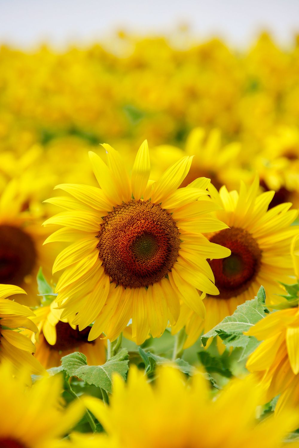 A panoramic view of bright yellow sunflowers with dark brown centers in a sunflower field under natural sunlight located in Massachusetts.