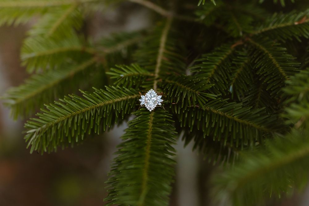 A sparkling diamond engagement ring rests delicately on a green pine tree branch.