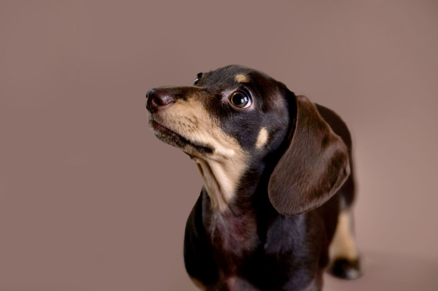 Black and tan dachshund looks off to the side in a series of progressive poses against a brown background.