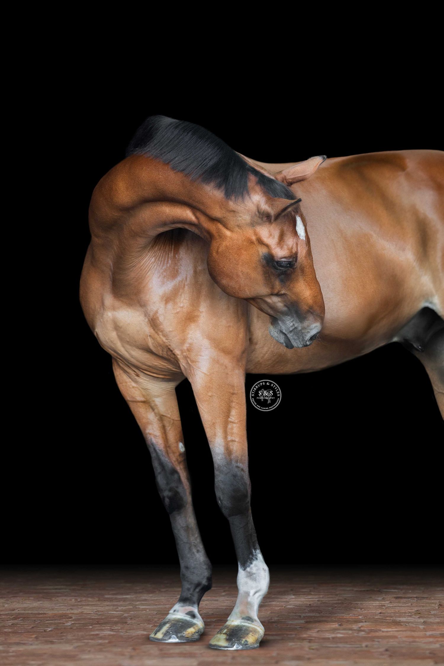 A bay horse wearing a leather bridle poses against a dark background, showcasing its muscular form and elegant profile.