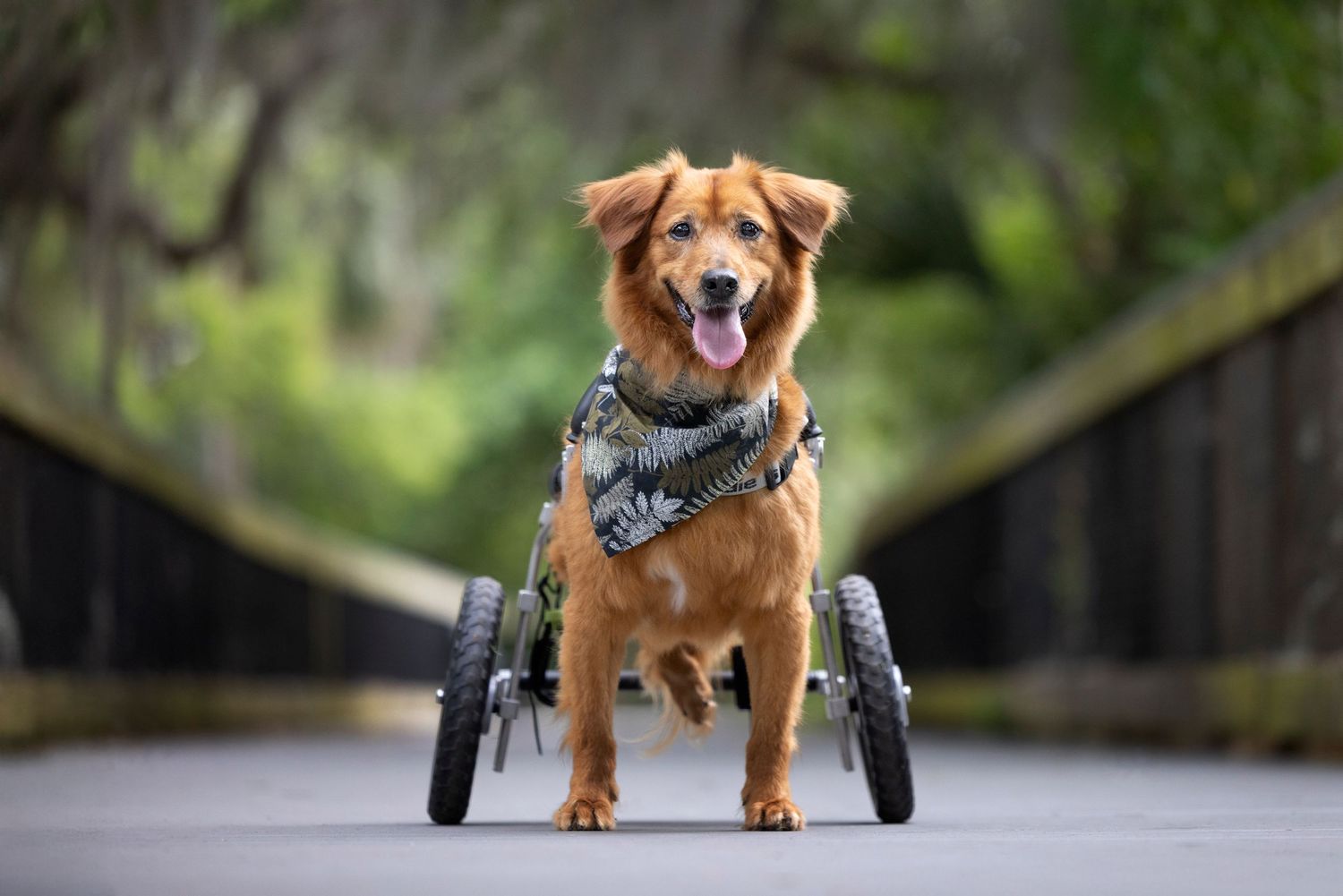 Dog in wheelchair enjoying life in one of our beautiful parks in Tampa Bay, Pet photography, dog photography,