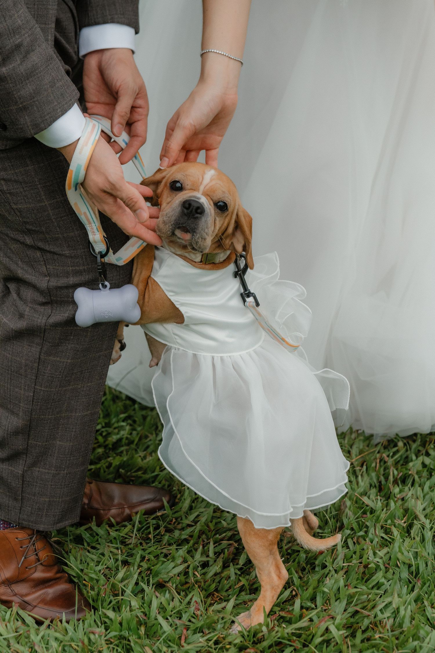 Adorable dog wearing a white tulle dress poses with owners hands adjusting the outfit.