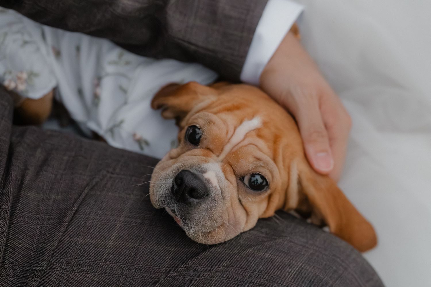 Tired English bulldog puppy with wrinkled face lies on grey couch while being petted by owner.
