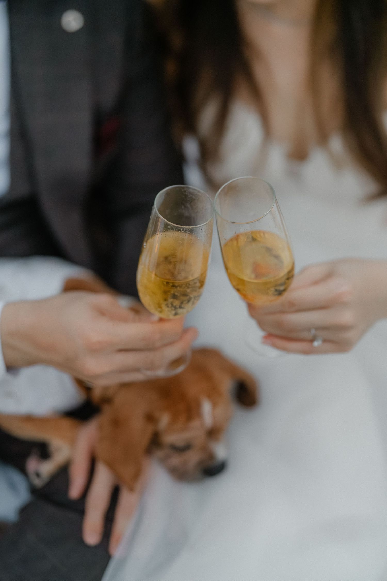 Two champagne glasses clink together over a sleeping dog during a wedding celebration.