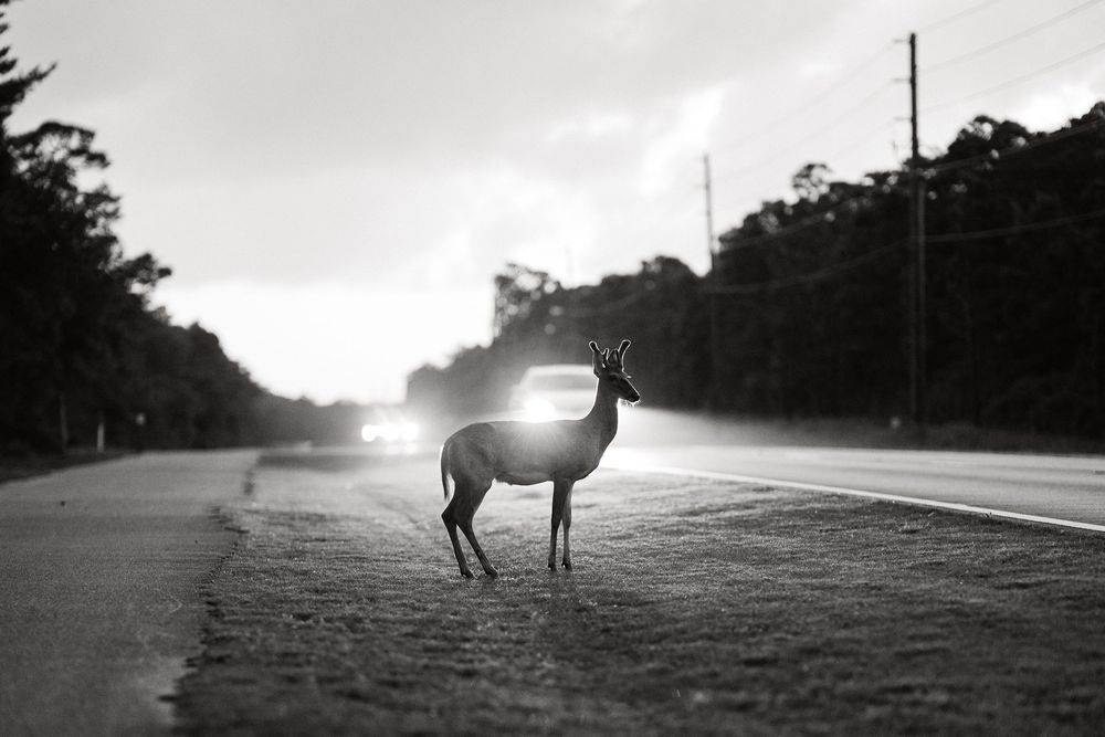 A deer stands frozen in the middle of a road at night, illuminated by approaching car headlights in a black and white photo.