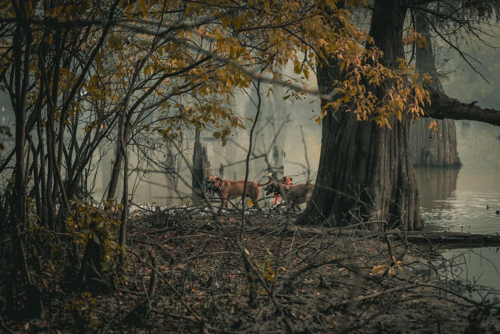Misty autumn forest scene with golden leaves and a large tree trunk by the water's edge.