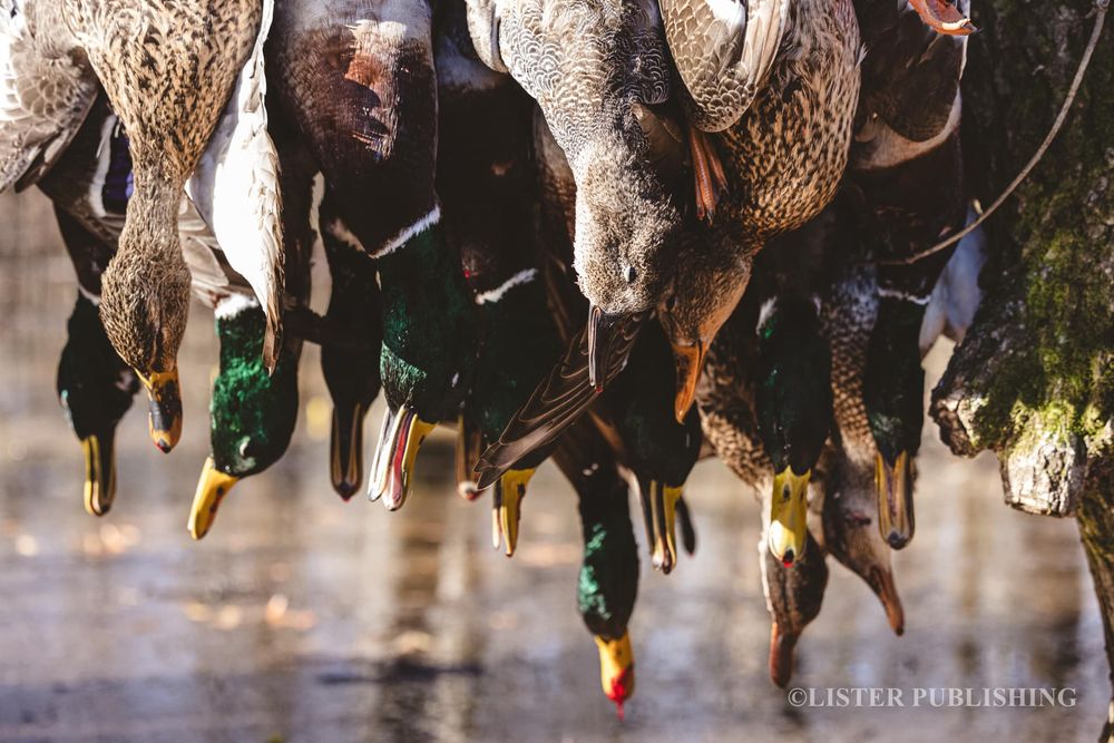 Harvested ducks hanging in a row showing colorful feathers and bands.