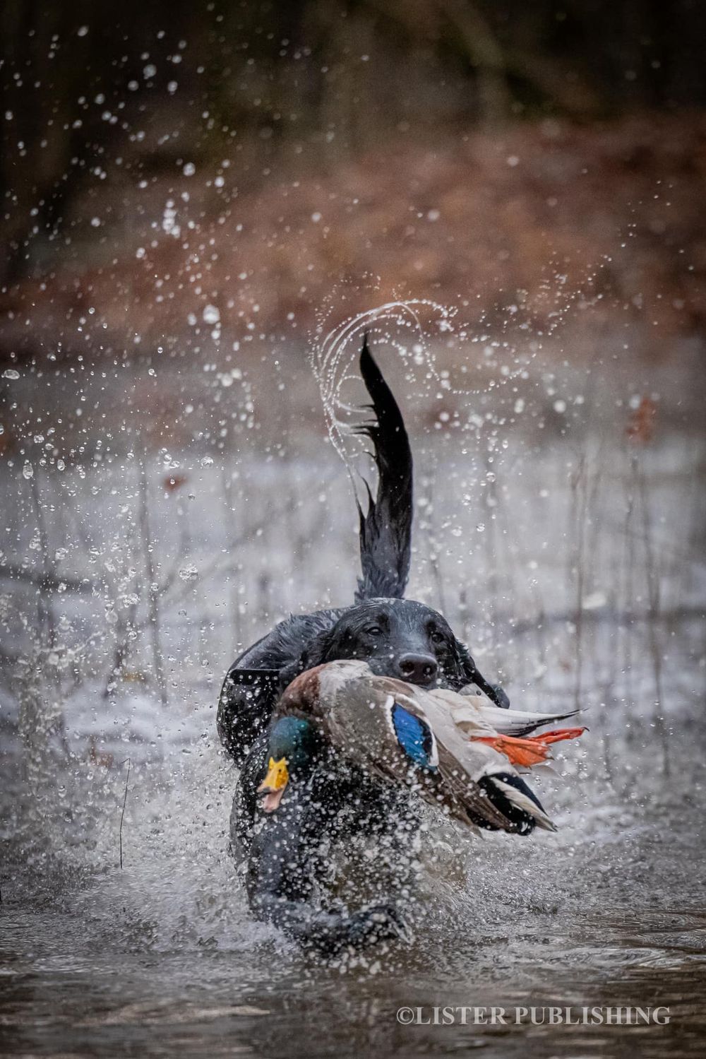 Black hunting dog retrieving a mallard duck from splashing water.
