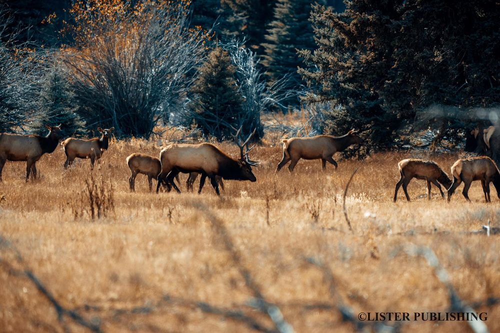 Herd of elk grazing in a golden autumn meadow near evergreen forest.