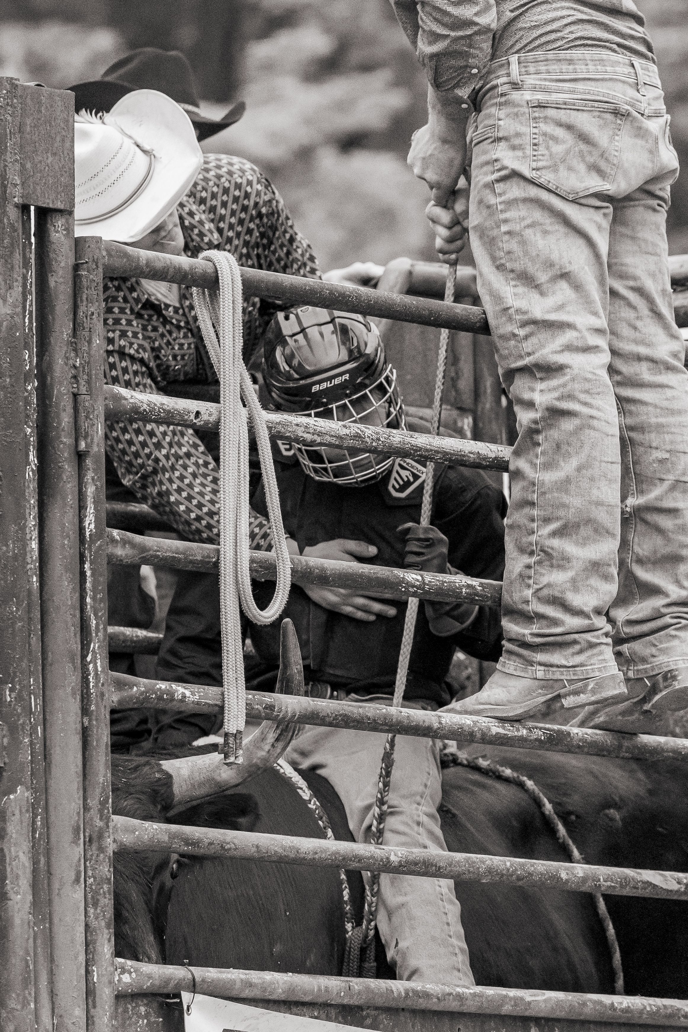Bull Riding - in the chutes