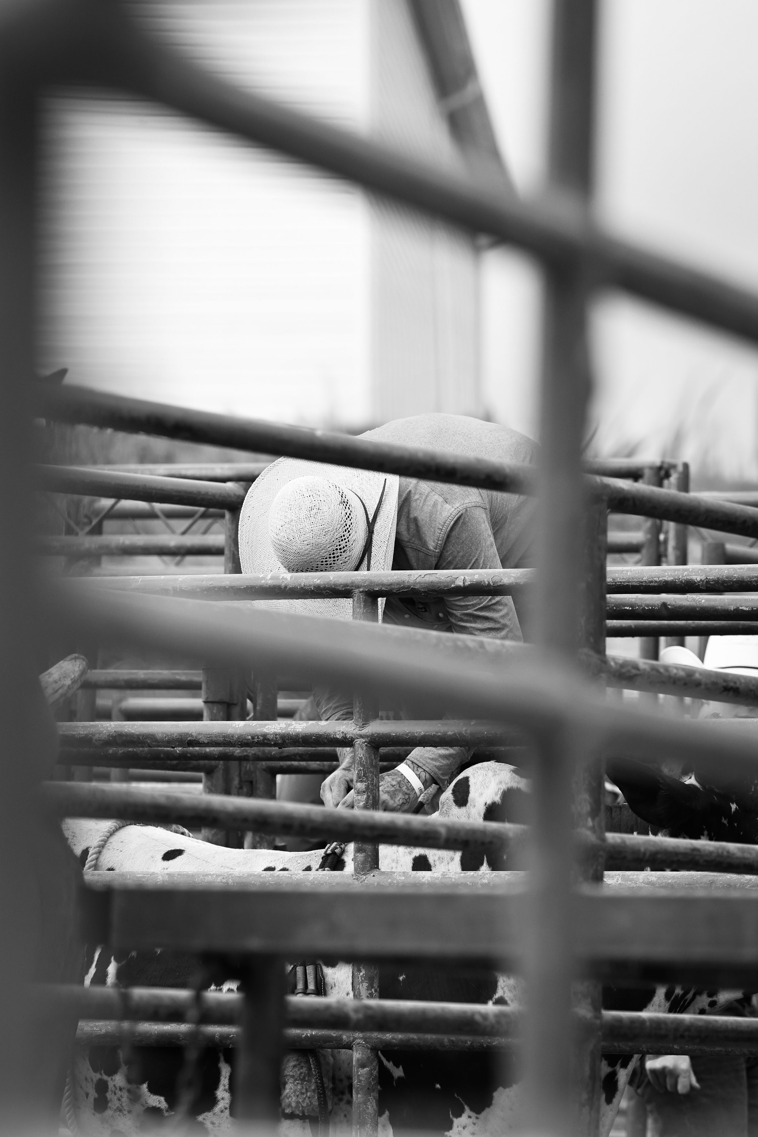 The Quiet Moments Behind The Chutes at a Rodeo