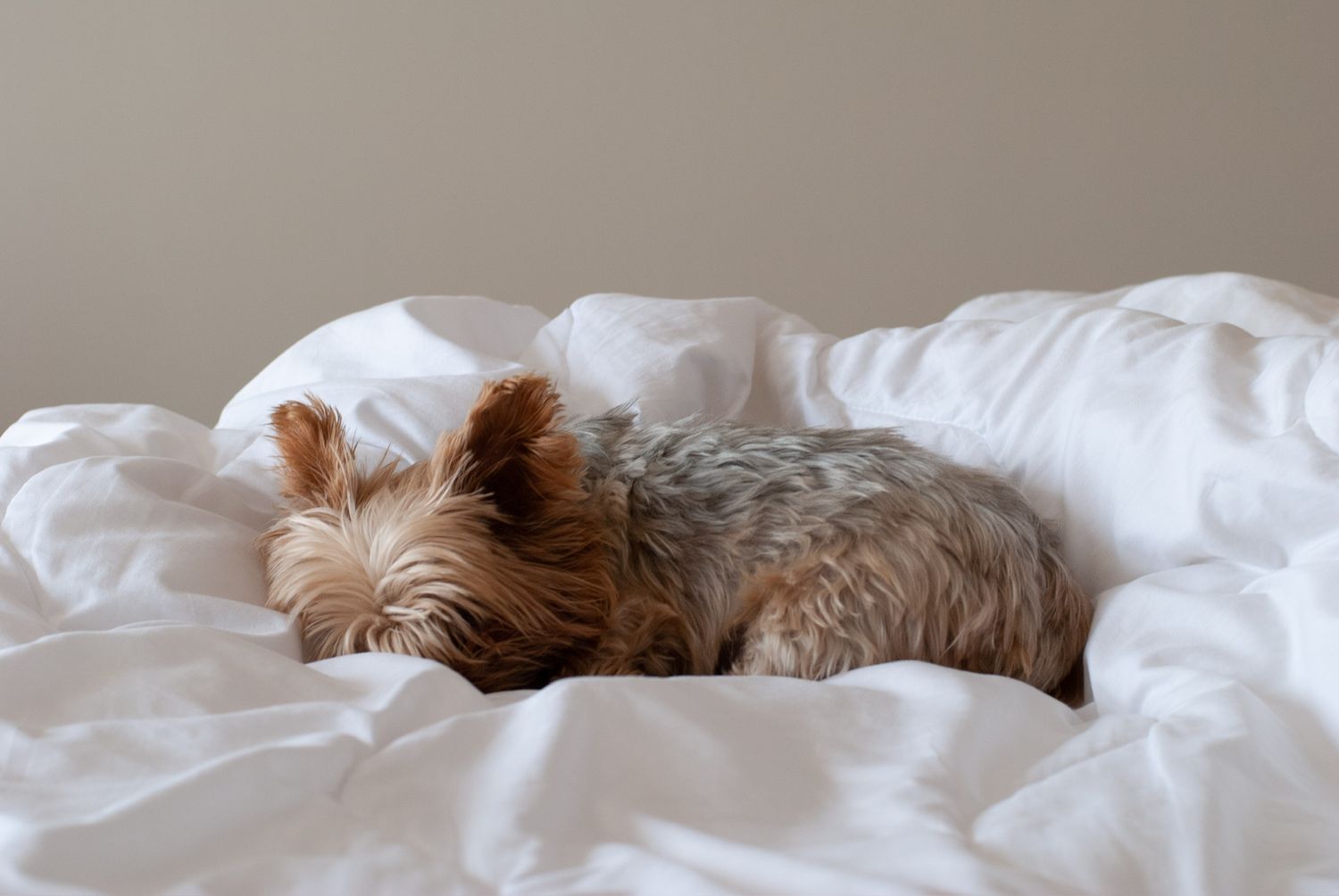 natural portrait of a dog