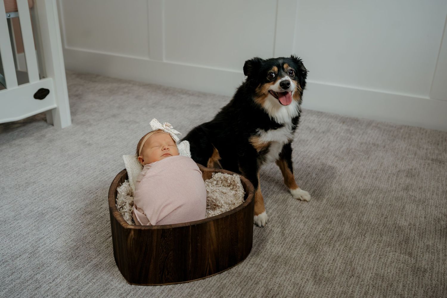 A small dog relaxes in a cozy brown pet bed on a carpeted floor next to a wall.