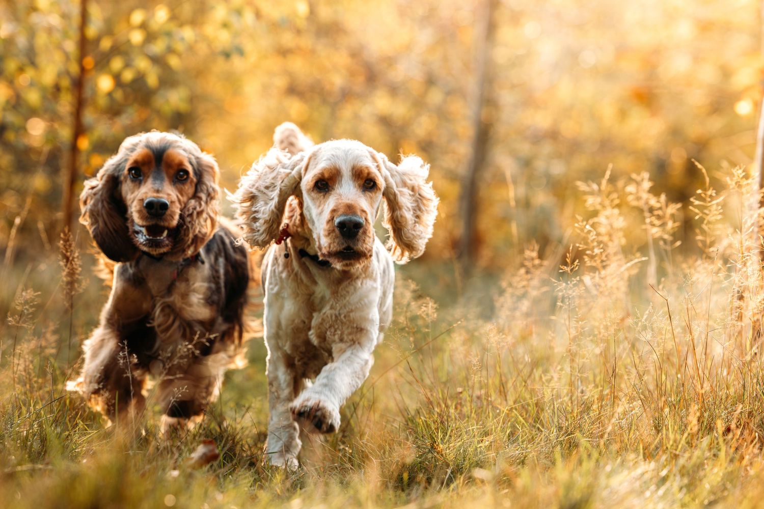 Two English Cocker Spaniels running joyfully through tall grass in golden sunlight.