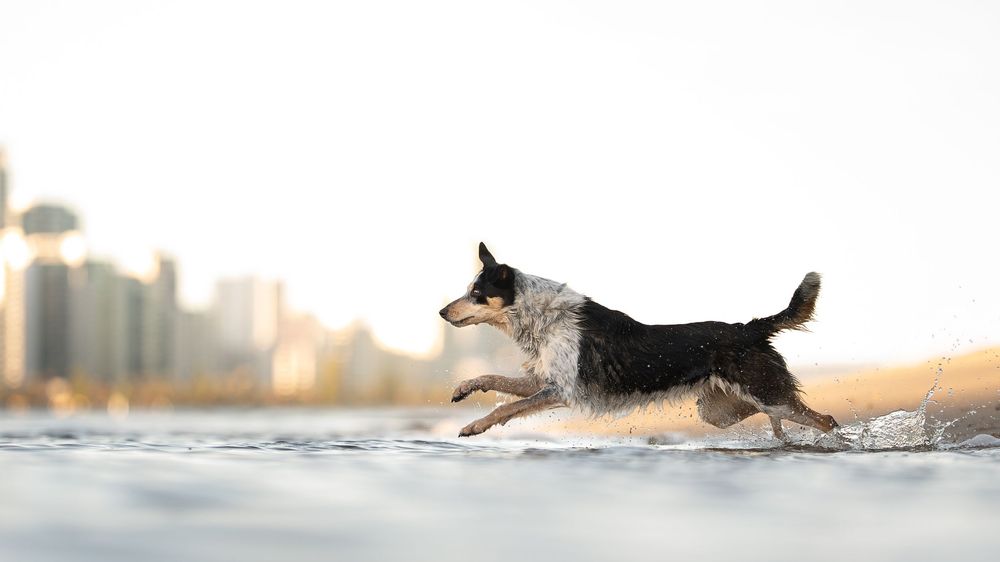 A black and white border collie dog runs and leaps gracefully through deep water in a sunlit skyline landscape south Perth