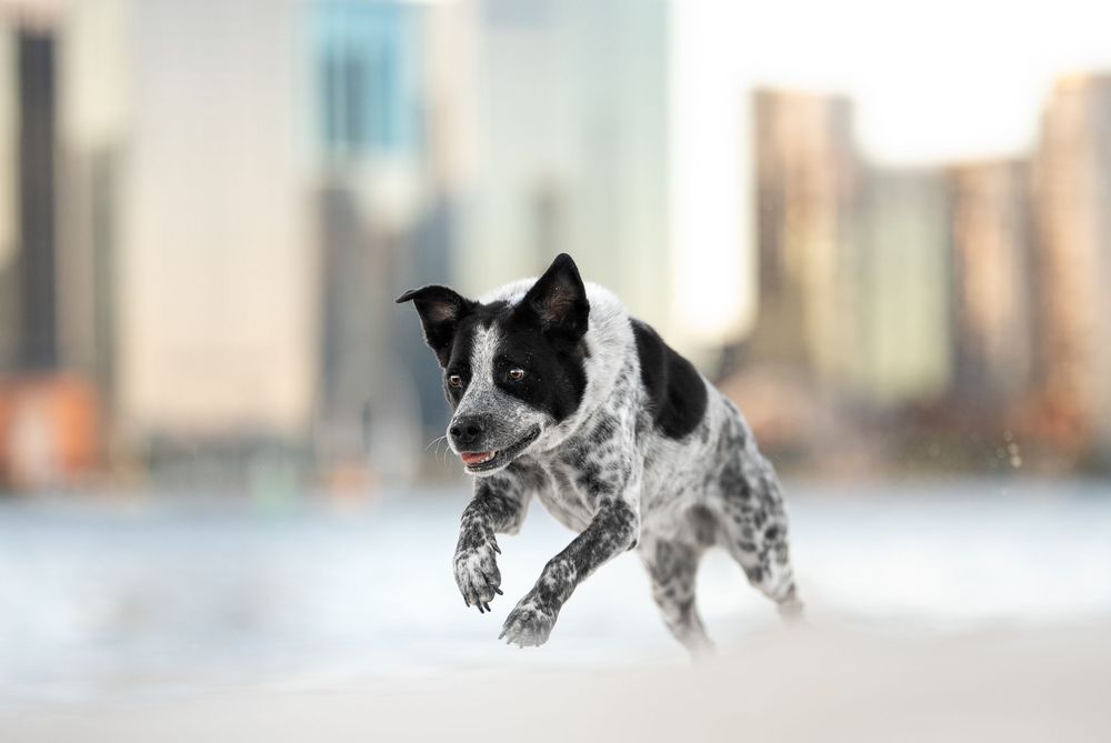 A dog running through the sand in front of the Perth Skyline Cattle Dog