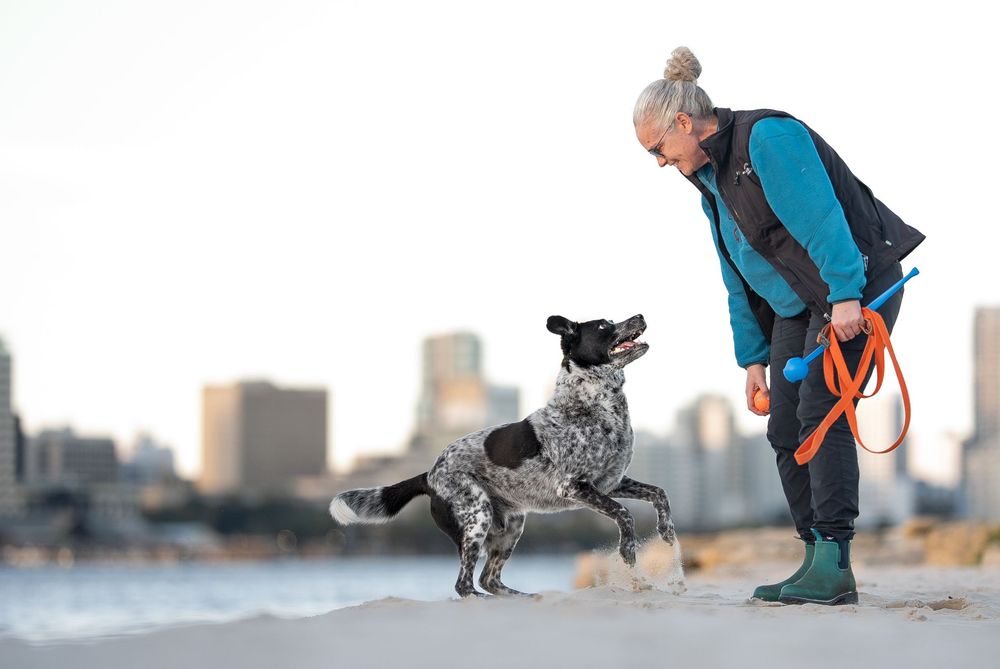 A woman and her Cattle Dog Cross playing in front of the skyline in Perth Australia Dog Photoshoot