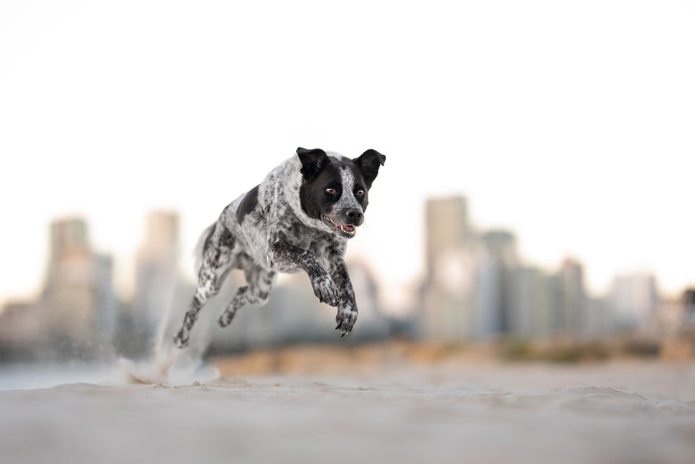 A dog leaps through the air to catch a frisbee disc with a blurred city skyline in the background Perth Australia