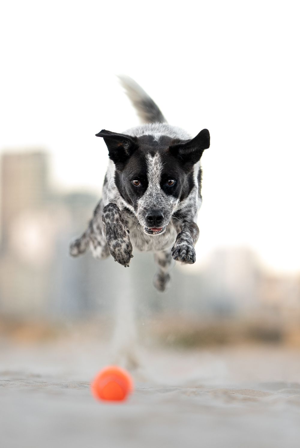 Dog leaping through the air, jumping and playing with an orange ball on a blurry background.