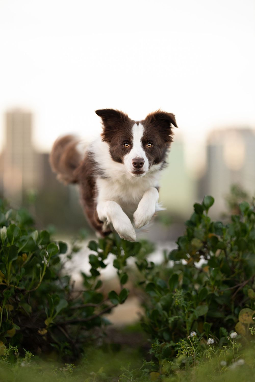 A border collie dog leaps gracefully through green bushes with a city skyline visible in the background.