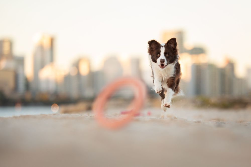 Border Collie dog runs and jumps playfully across a sandy beach at sunset with city skyline in background.