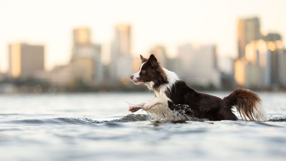 A majestic Border Collie runs through the water with the Perth Skyline in the background at a dog photoshoot.