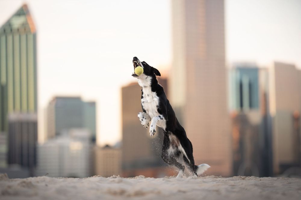 A Border Collie dog jumps gracefully against a blurred city skyline background dog photoshoot perth