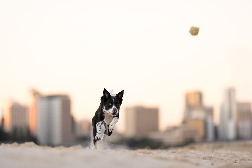 A black and white dog runs along the beach silhouetted against a soft sunset sky with urban buildings in the background in Perth