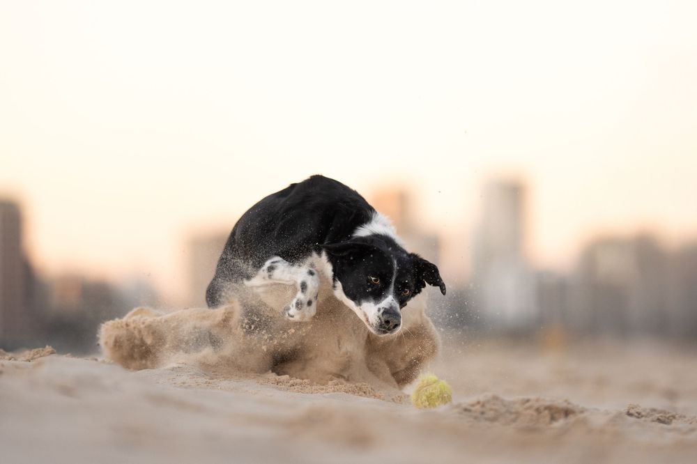 A black and white dog plays and goes for a ball in the sand at the beach during sunset.