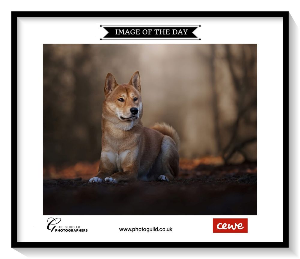 Professional photo gallery display featuring framed nature photographs and wildlife images in a clean layout.