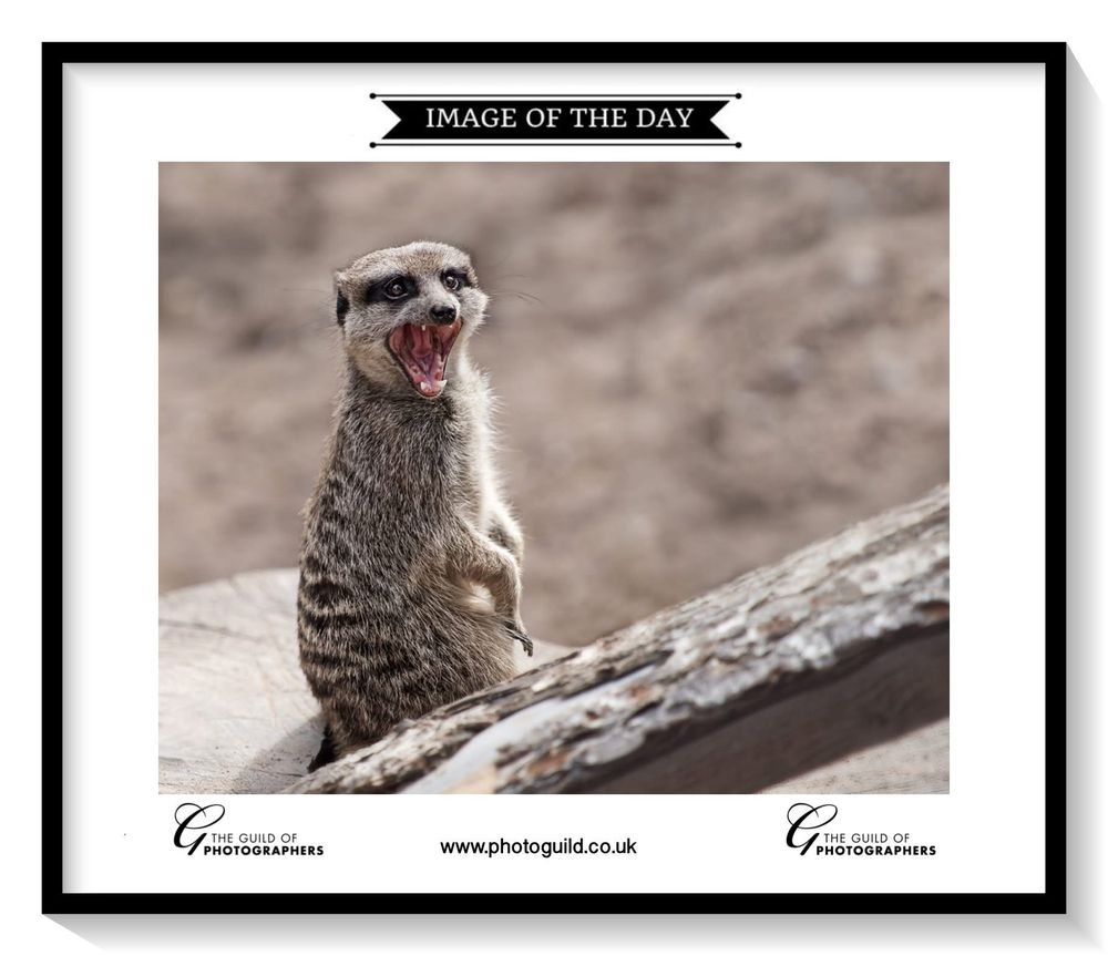 A series of photos showing an otter yawning and displaying different expressions while resting on a rock.