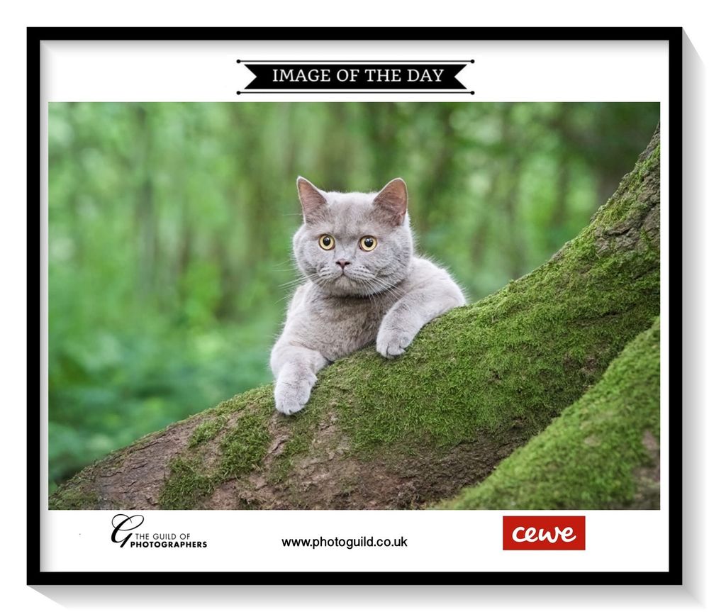 A British shorthair cat with grey fur lounges on a mossy tree trunk in a lush green forest setting.