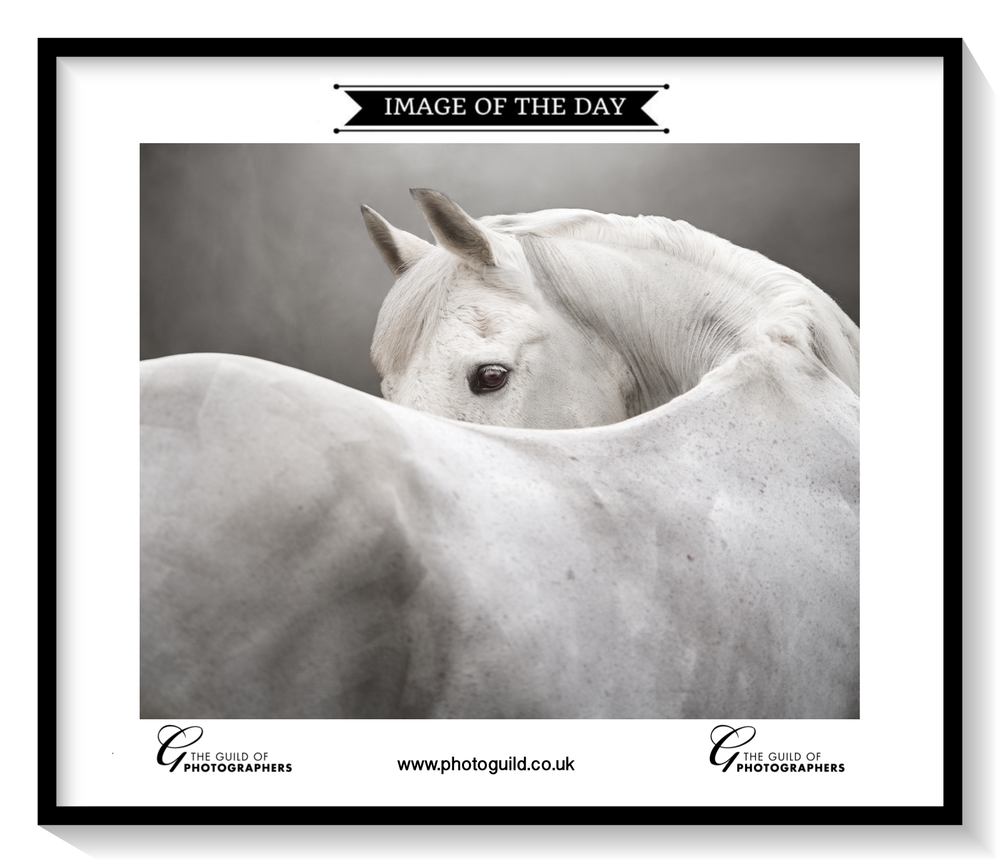 A black and white artistic photograph shows a white horse's face peeking over another horse's curved neck.