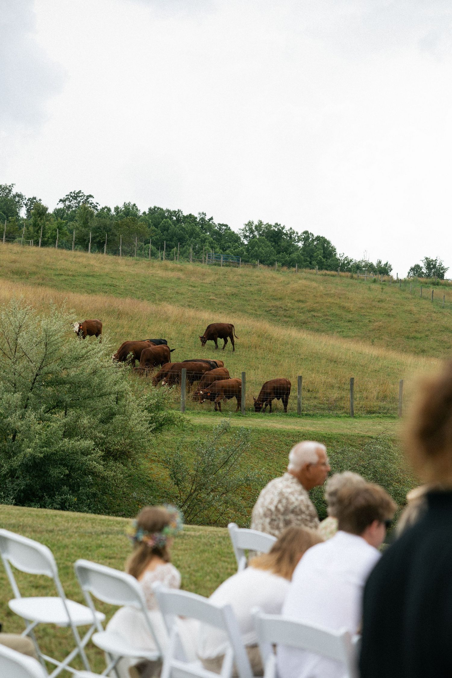 Guests seated in white folding chairs watch buffalo grazing on a grassy hillside during an outdoor event.Micro wedding, elopement, intention