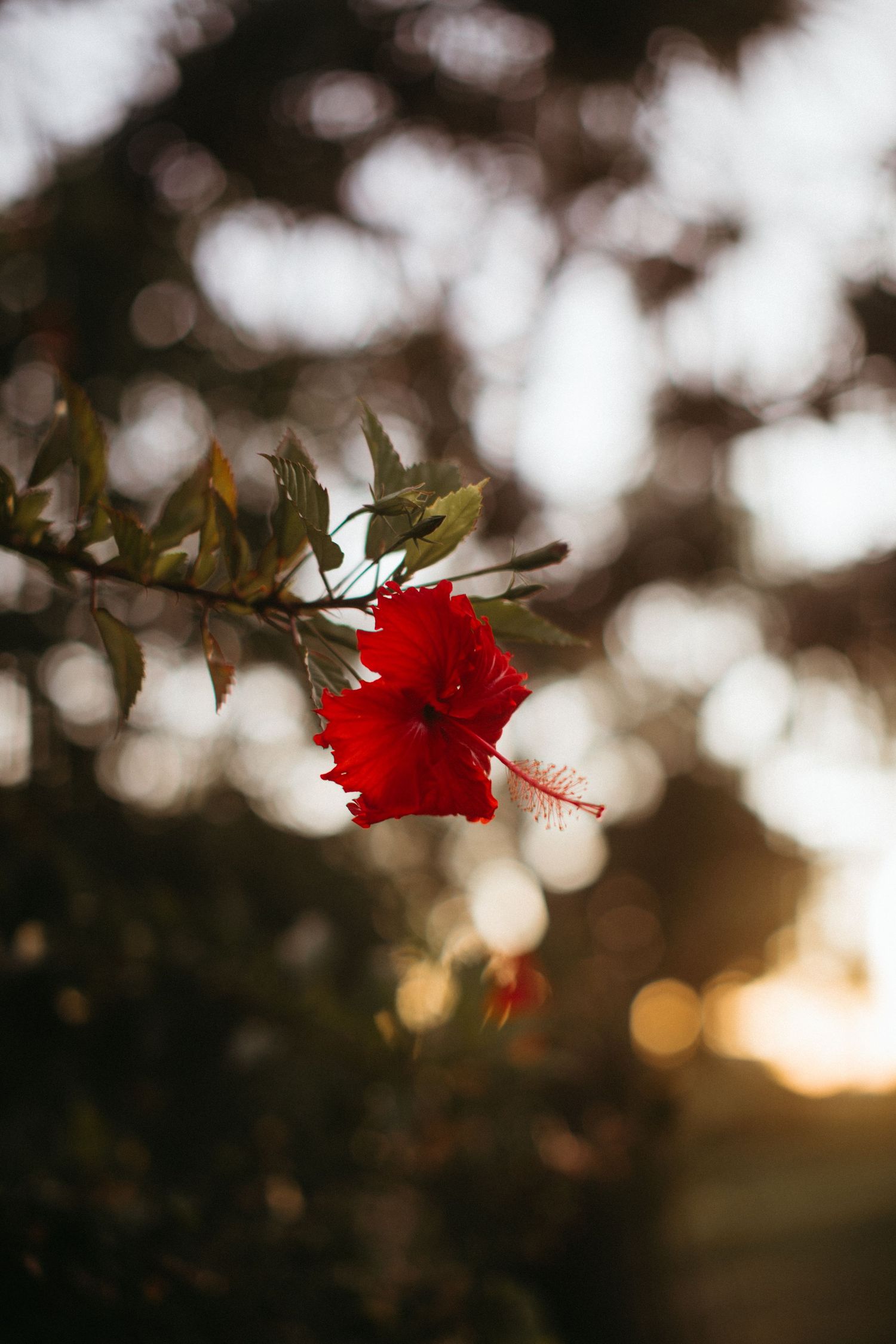 Central Queensland Wedding Photographer 
Rockhampton Wedding Photographer