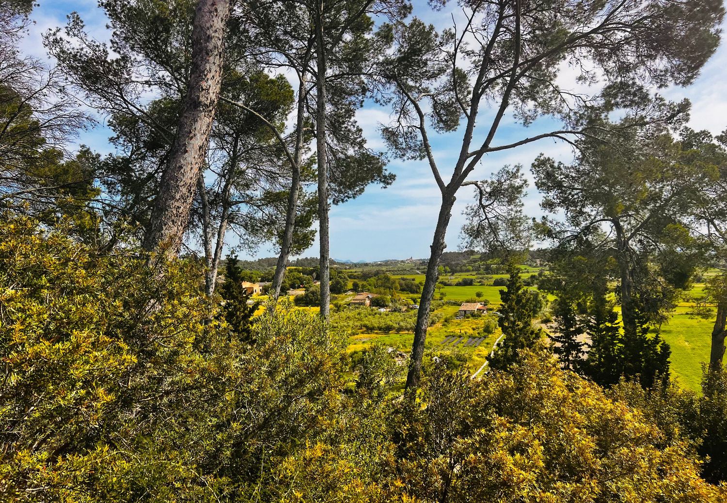 Lush Mediterranean landscape with tall pine trees and yellow flowering shrubs overlooking green fields under a blue sky.