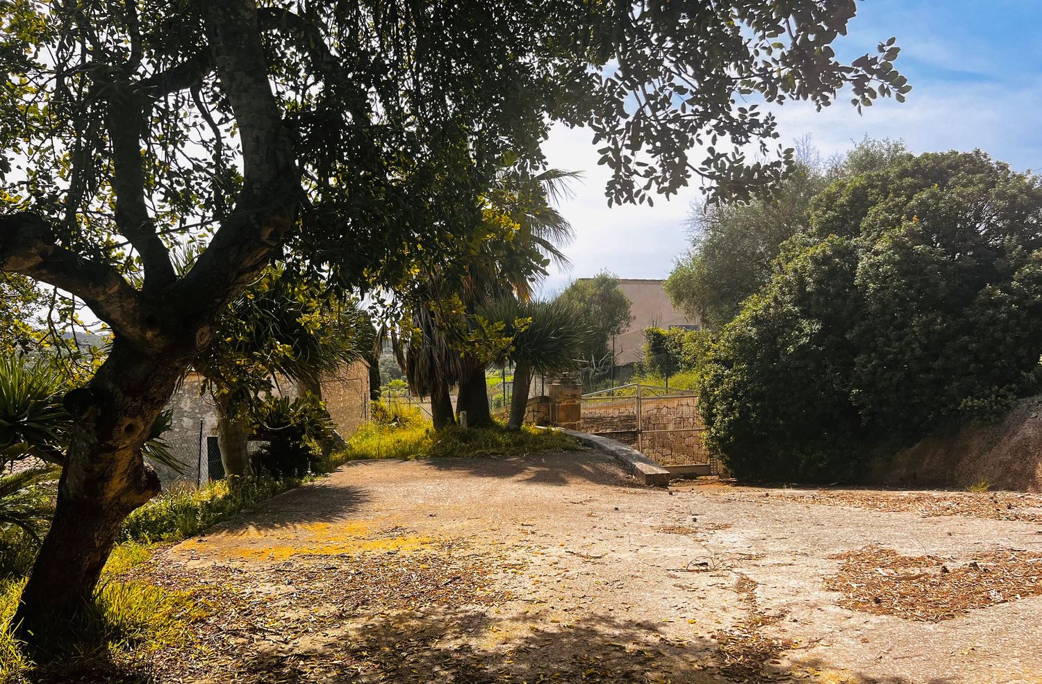 Sunlit dirt clearing surrounded by mature trees and shrubs with a building visible in the background on a clear day.