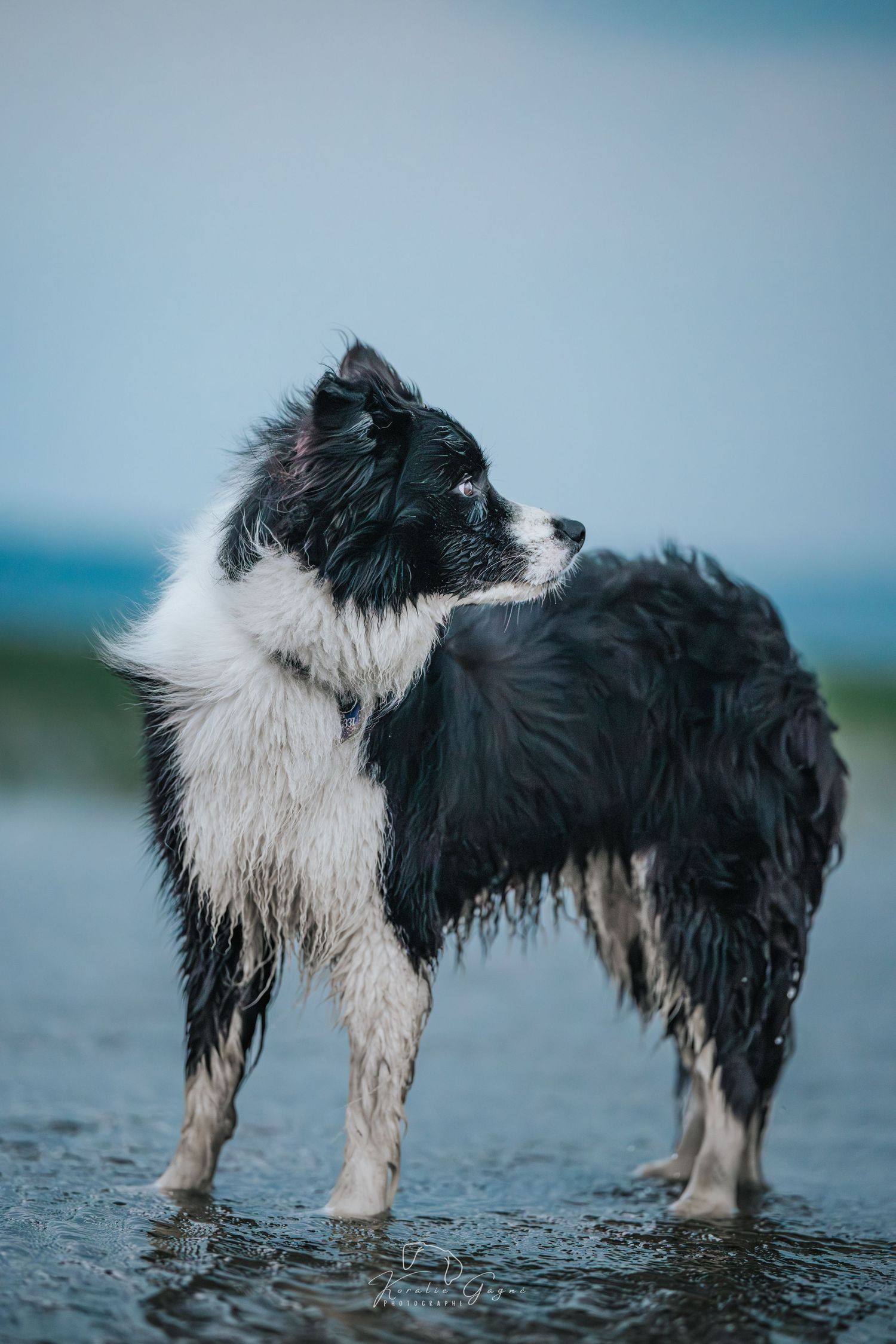 A black and white border collie standing in shallow water.