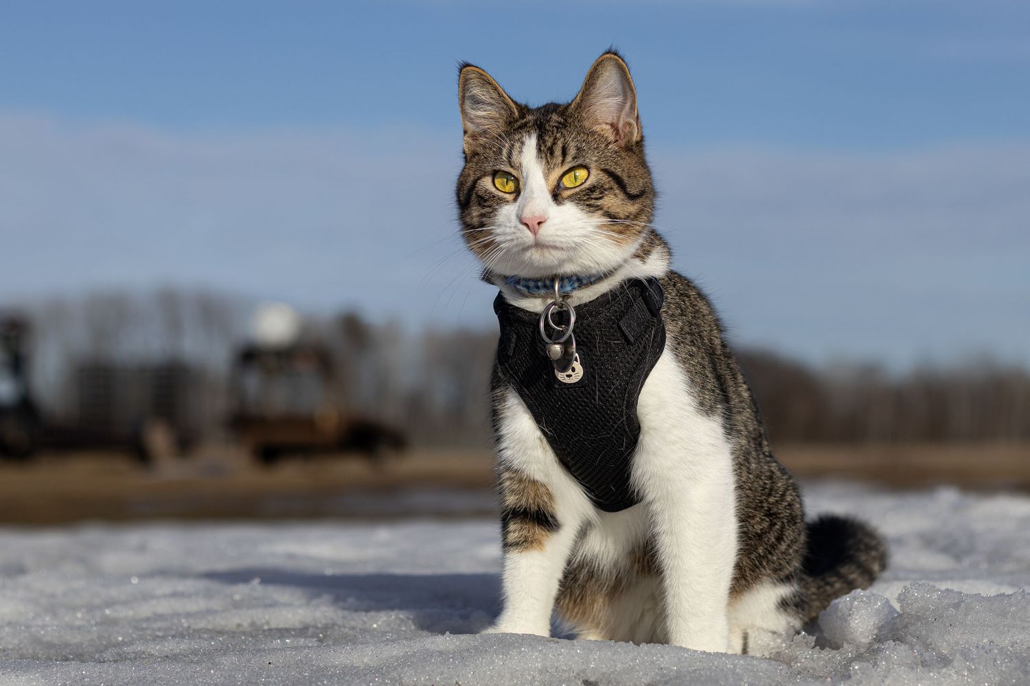 A tabby cat wearing a black harness sits attentively on snow with a blue sky background.