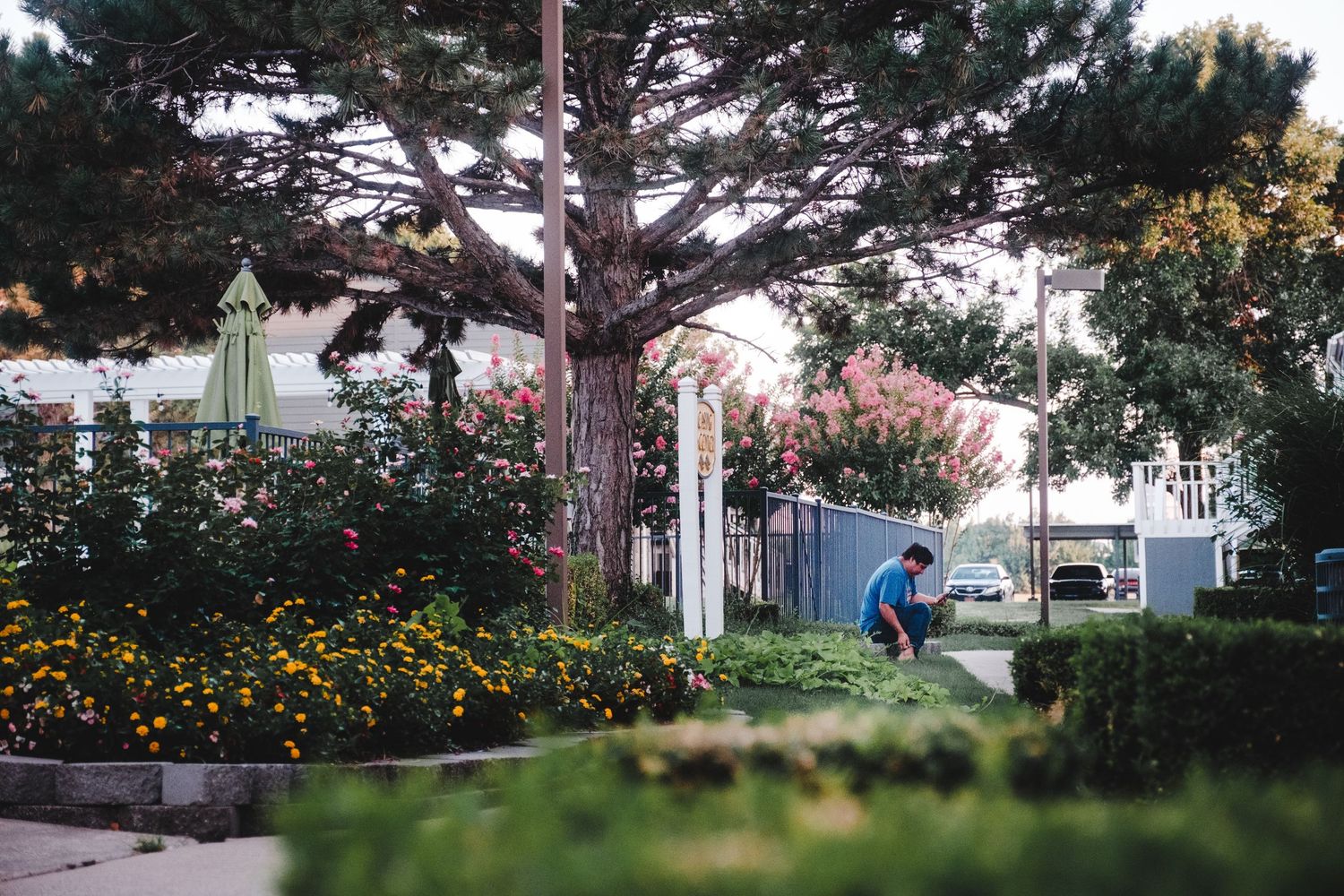 Scenic panoramic view of a coastal neighborhood with tall pine trees and colorful gardens along a residential street.