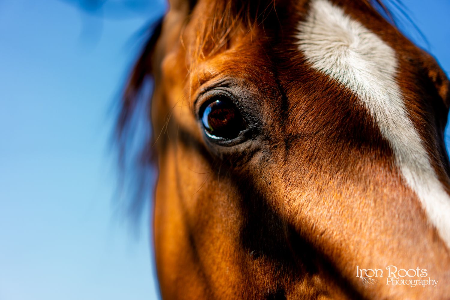 Heritage Ranch Horse.