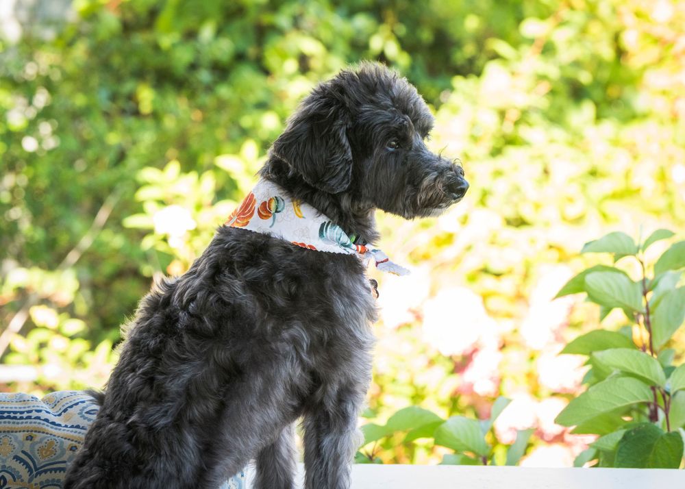 Black fluffy dog enjoying outdoor sunshine in a garden setting.