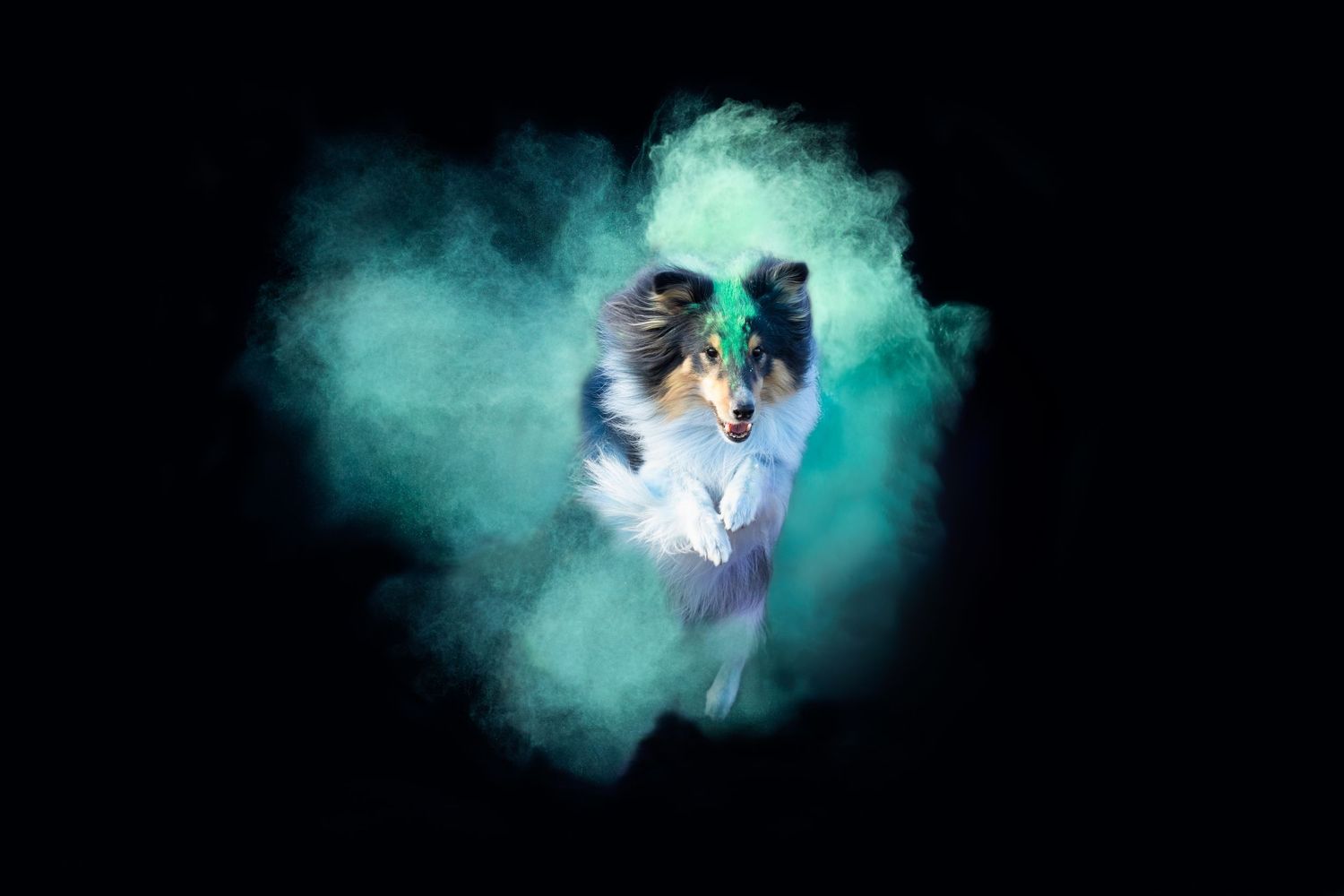 Holi poros fotózás