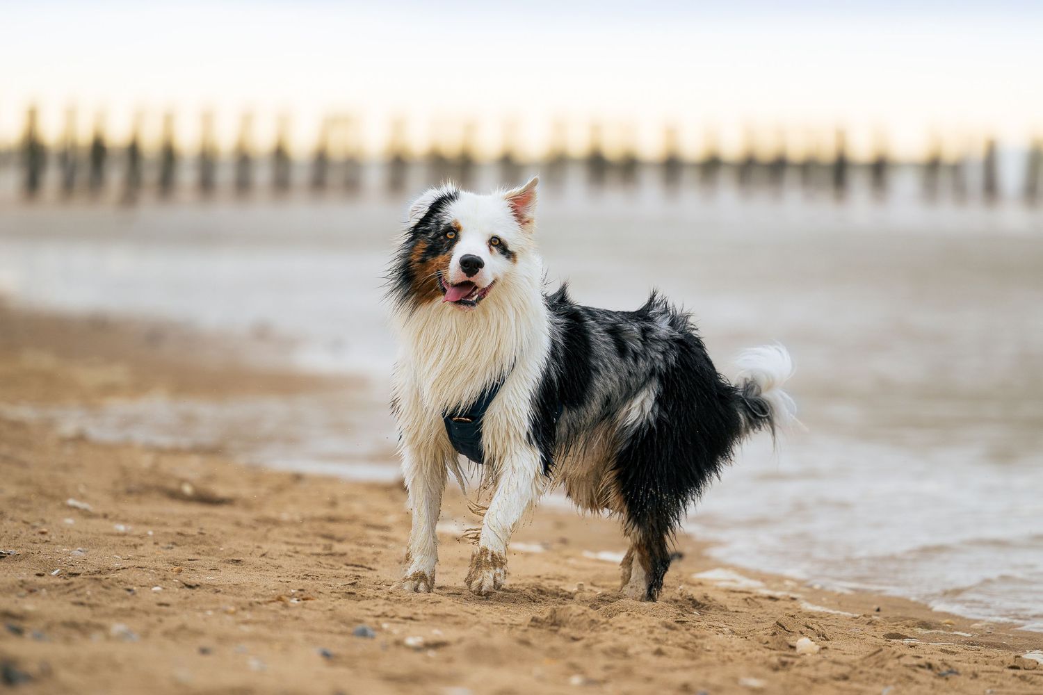 Berger australien male bleu merle qui marche sur la plage proche de la mer au coucher du soleil
