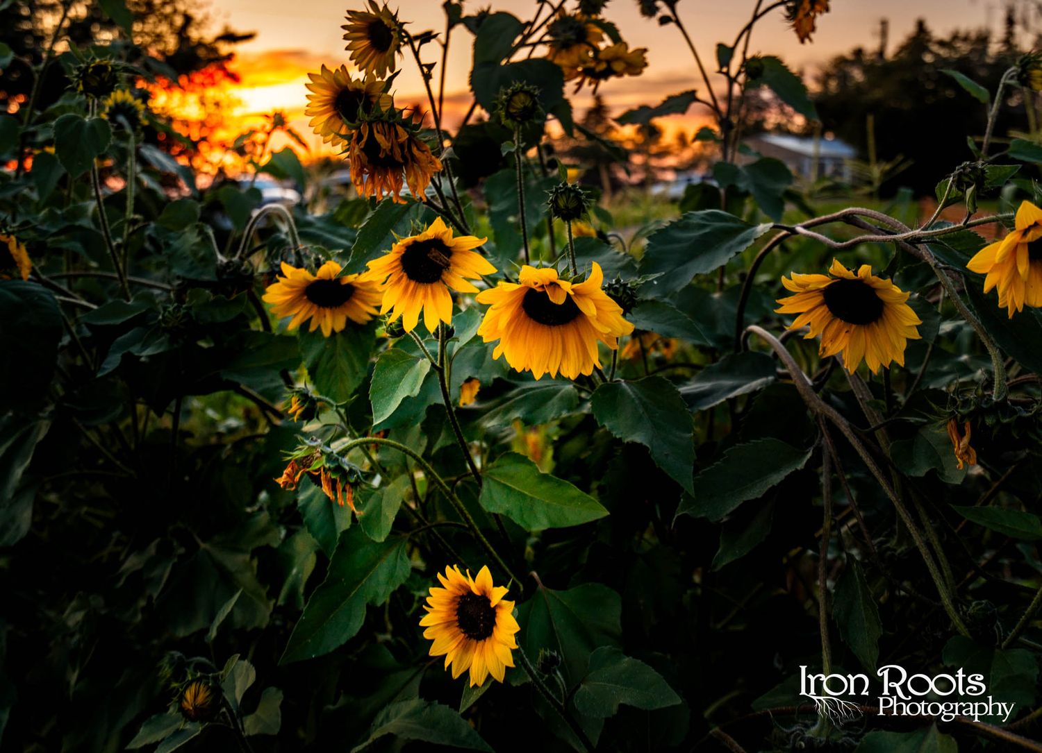 Sunflowers, Innisfail AB