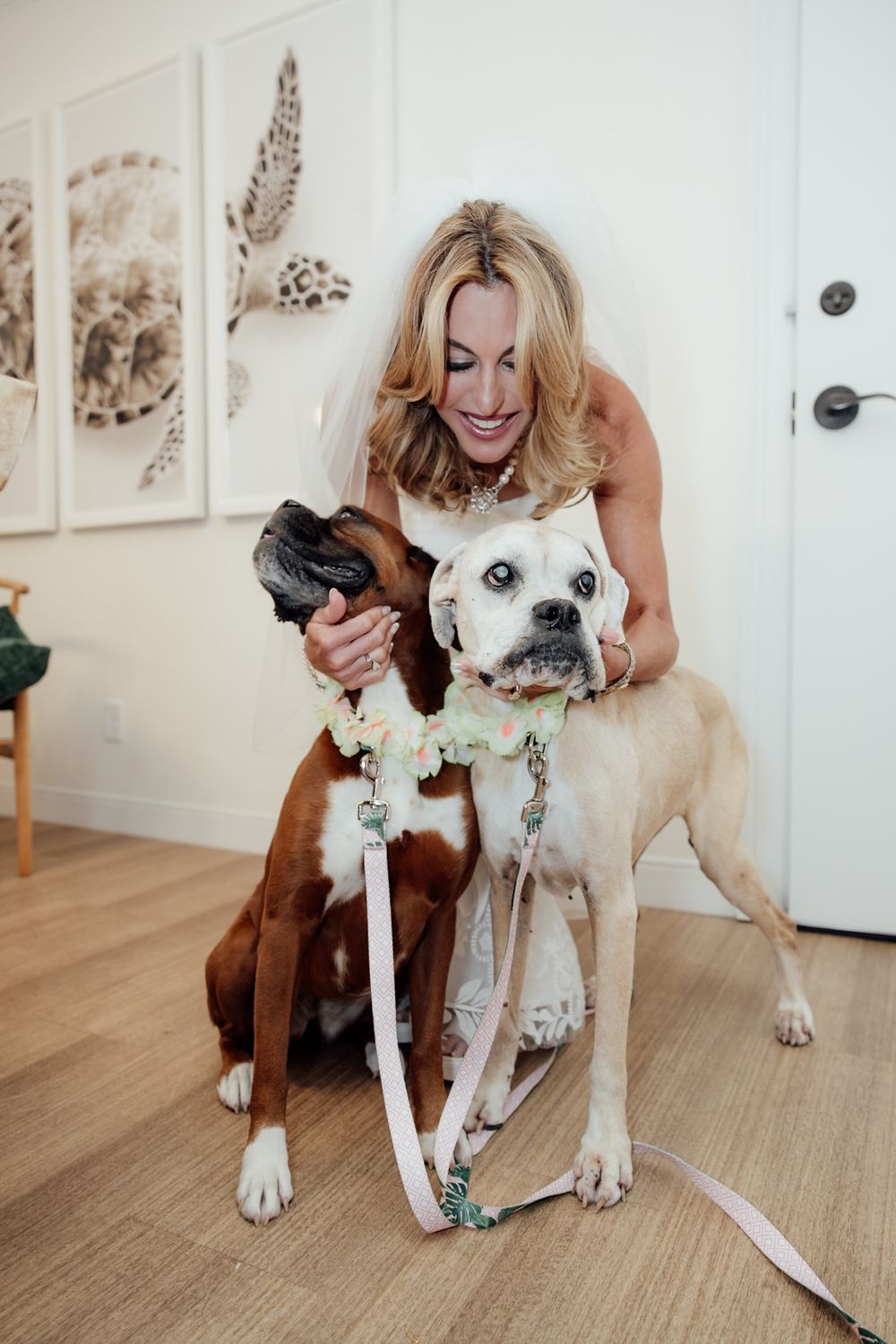 Two happy dogs, one brown and one white, posing indoors with their leashes while receiving affection and attention.