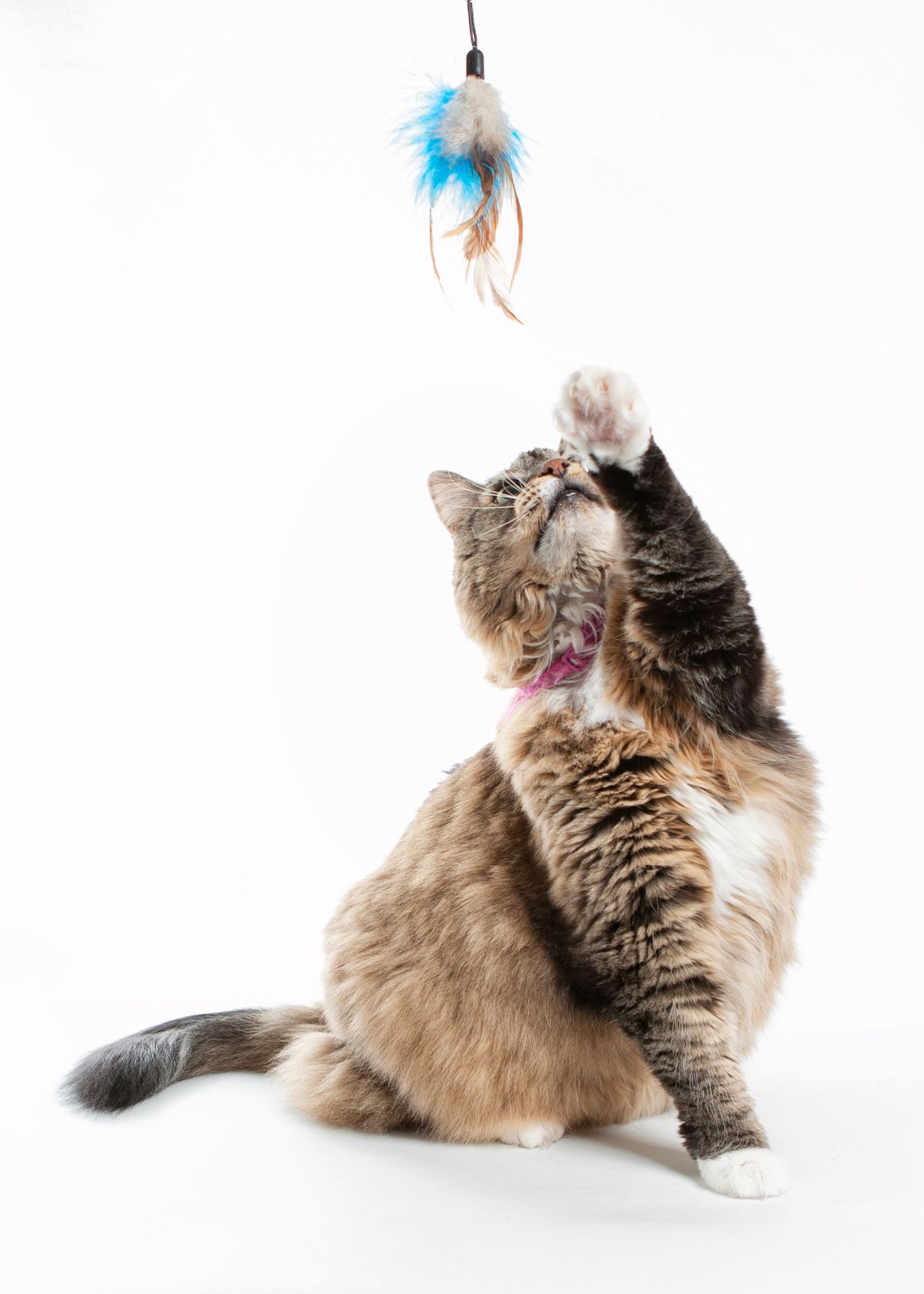Fluffy cat laying on white background playing with blue feather toy in multiple action shots.