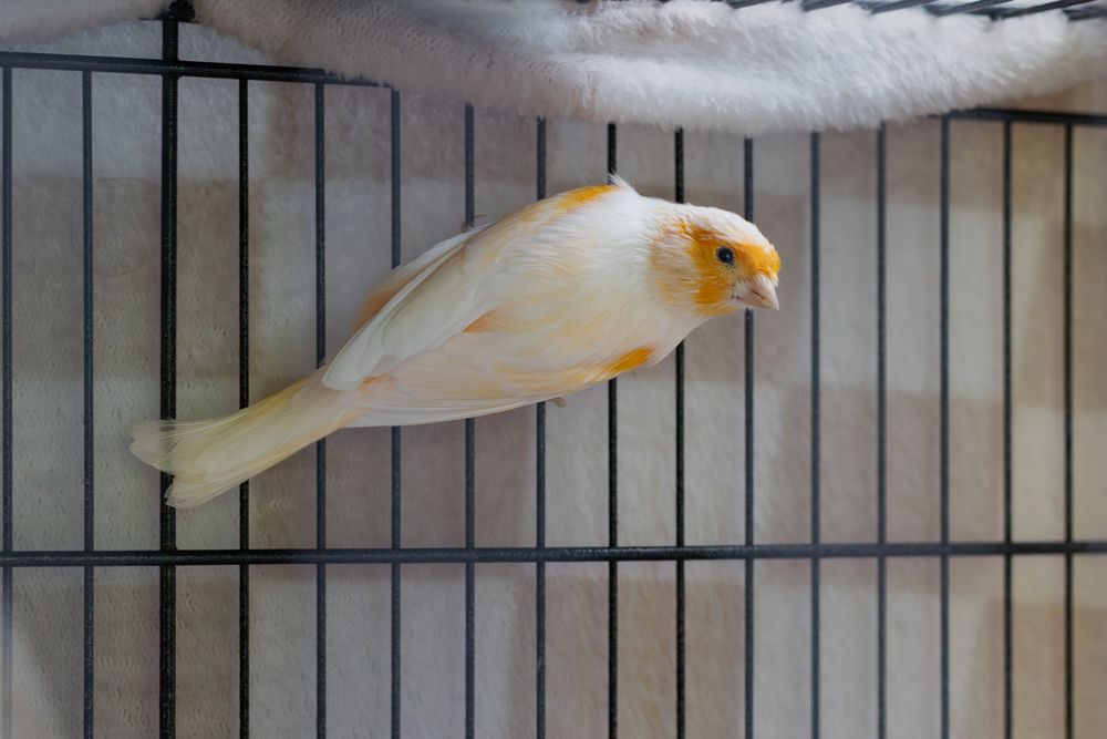 Orange and white canary bird clinging to the bars of a metal cage.