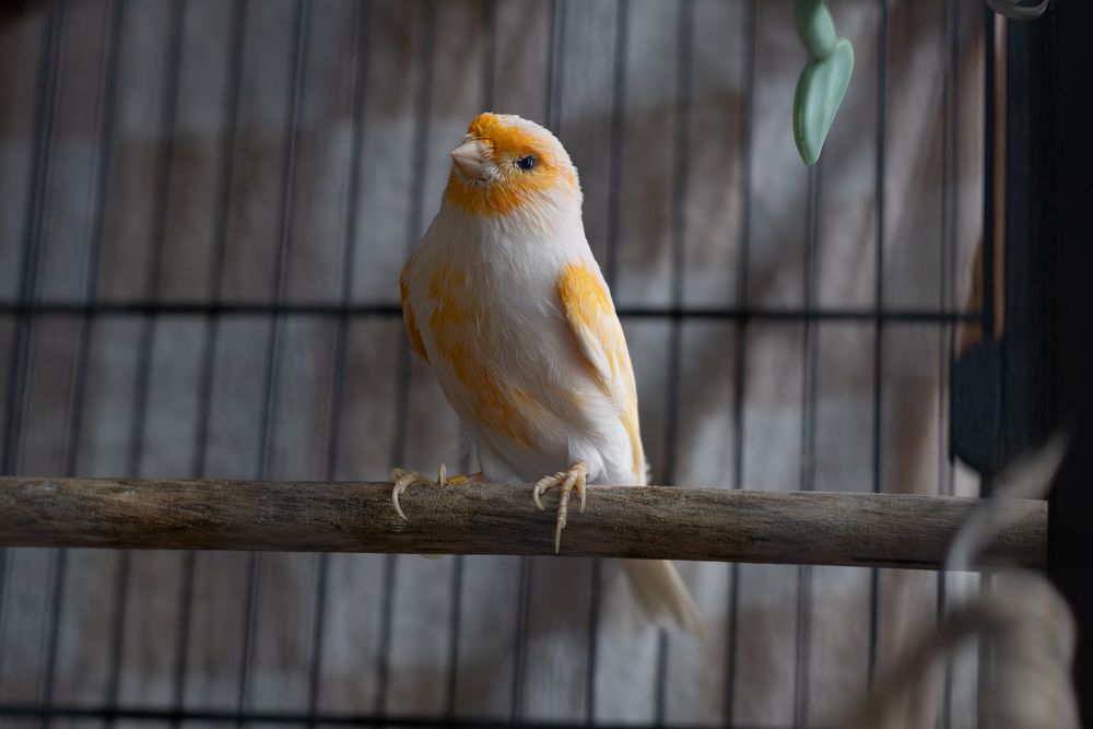 Bright orange and white canary bird sitting on a wooden perch inside a cage.