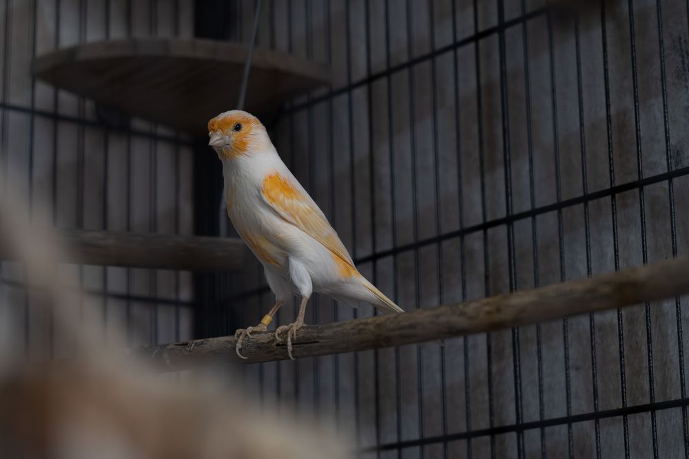 White and orange canary bird perched on a wooden branch inside a wire cage.